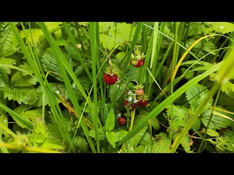 Видео: Прогулка в лес, земляника и лисички. 23 июня 2025