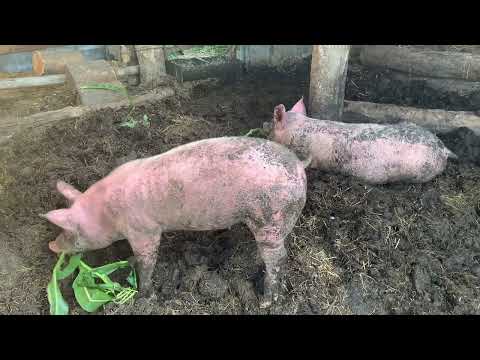 Видео: Выпустил свиней на волю