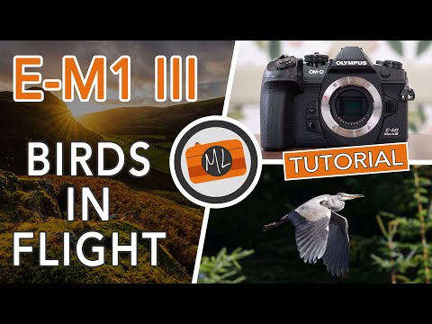Видео: Обзор и руководство по Olympus OM-D E-M1 III — Birds in Flight (также для E-M1X, E-M1 II и E-M5 III)