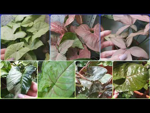 Видео: 1 часть🌱Сингониумы в июне🌷Три Короля🌱Неон🌷Регина Рэд🌱Тиффани🌷Спир Поинт🌱Арон Браун🌷Сильвер Перл🌱Данг