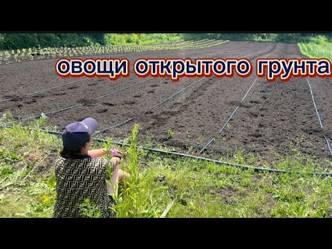 Видео: высаживаем овощи в открытый грунт. 600 корней за 1 час. ‼️🤔