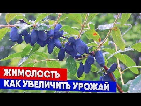 Видео: Жимолость - как увеличить урожай