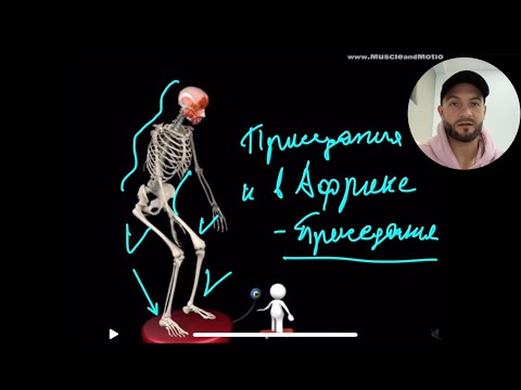 Видео: Все о приседаниях: мышцы, суставы, как делать.