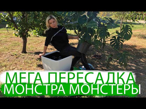 Видео: МОНСТЕРА ДЕЛИКАТЕСНАЯ | ПЕРЕСАДКА