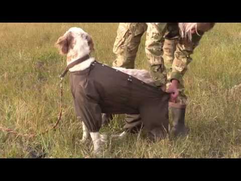 Видео: Английский сеттер