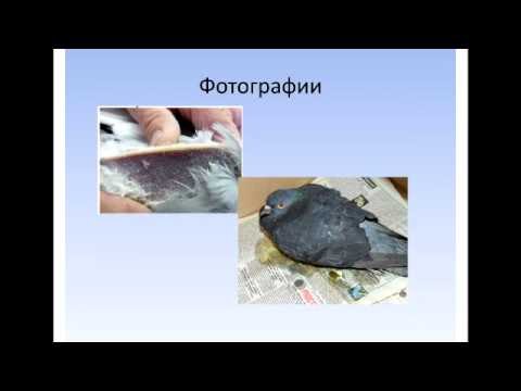 Видео: Орнифарм Сальмонеллёз голубей. Практика