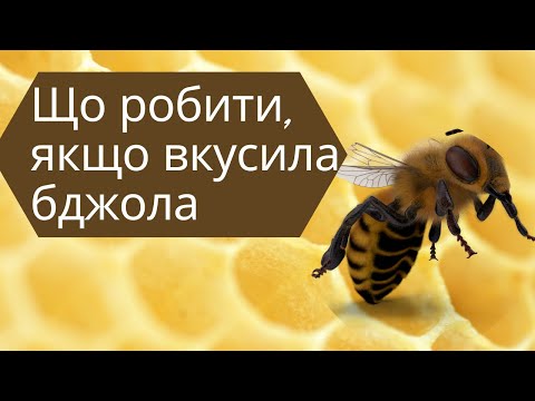 Видео: Що робити коли вкусила бджола? Чи може бути це смертельно? | лікар Оксана Карназей | Ранок надії