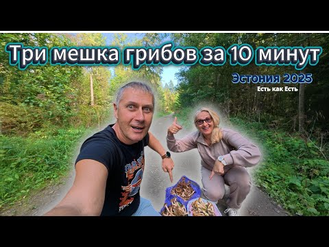 Видео: Три ведра грибов за 10 минут / Жизнь в Эстонии