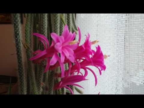 Видео: Апорокактус весь в цвету!!!!!