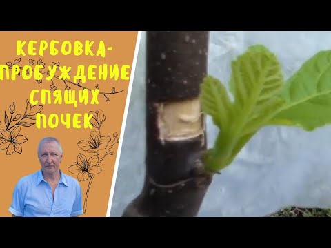 Видео: Кербовка- пробуждение спящих почек.