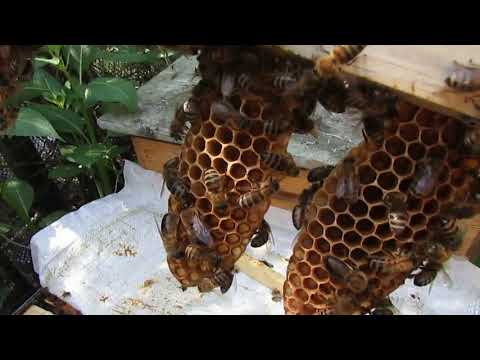 Видео: увидел маточники в семье пчел - четыре варианта , чтобы не вылетел рой и была польза от роевой семьи