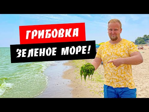 Видео: Грибовка. Зеленое море! Водоросли. Широкий пляж. Жилье, цены. Обзор курорта Грибовка