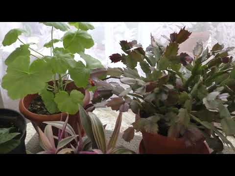 Видео: Профилактика хлорозов у пеларгоний и других комнатных растений