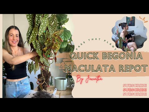 Видео: Быстрая пересадка бегонии пятнистой! Пересадка моей большой пятнистой бегонии и основы ухода | #B...