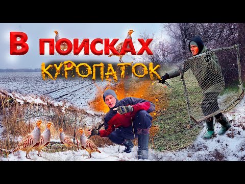 Видео: Ловушка на КУРОПАТОК по СНЕГУ! Перевёз ловушки на новое место.