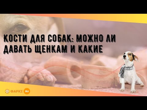 Видео: Кости для собак: можно ли давать щенкам и какие