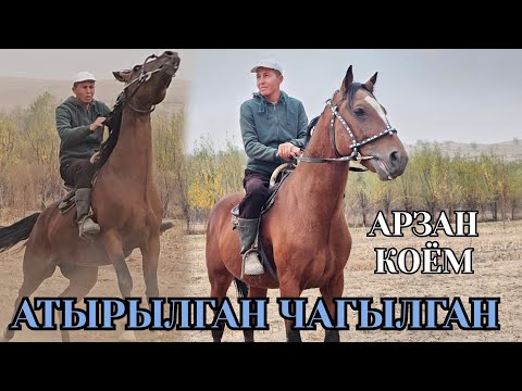 Видео: ЧАГЫЛГАН ӨТӨЛЕ КҮЛҮК АРЗАН ЧЫКТЫ