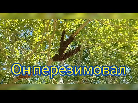 Видео: Как перезимует пришедший поздний рой. Сборка слабой пчелосемьи в зиму итоги зимовки .