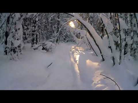 Видео: Охота на рябчика или, как я собаку и лыжи искал!