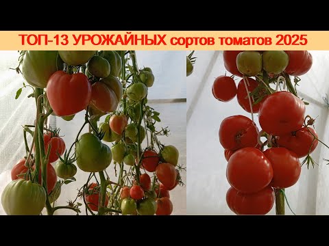 Видео: ТОП-13 УРОЖАЙНЫХ сортов томатов 2025 года