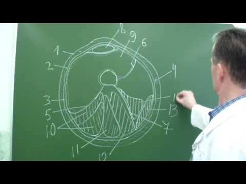 Видео: Строение бедра