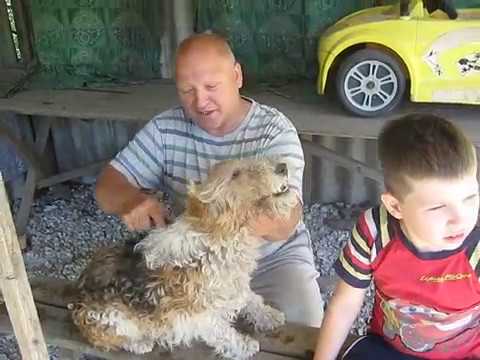 Видео: Тримминг фокстерьера Часть 1