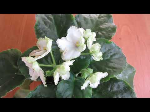 Видео: Трипсы на фиалках Съемка крупным планом