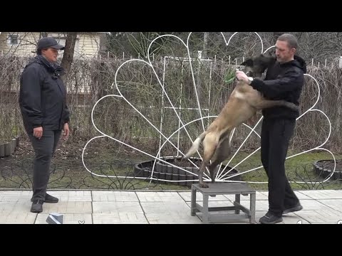 Видео: ДТ - 318. Неконтролируемое возбуждение и укусы хозяина. Ускоренный спецкурс.