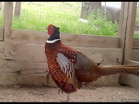 Видео: Фазаны. Охотничий фазан в брачный период.