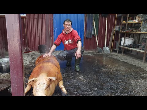 Видео: //Забой Кабана 200кг,возраст 8 месяцев с рождения по выходу,порода Петрен+Дюрок//