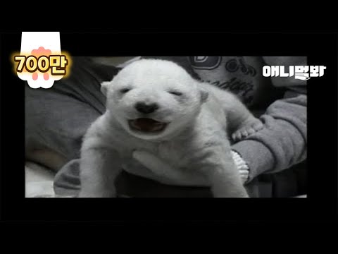 Видео: Белый медведь, которого выращивают люди, но спустя 5 лет