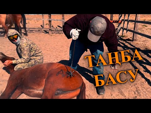 Видео: Жирен айғыр шрамды қораға қамап, жабағыларға таңба басып, ішкі құртқа үкол салдық.