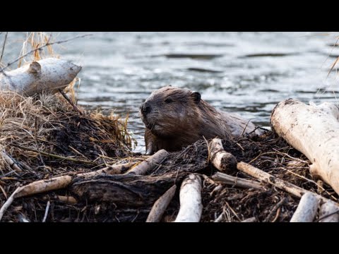 Видео: ОХОТА НА БОБРА. ДВА БОБРА, А КАК СТРЕЛЯТЬ. ТЕТЕРЕВ В БРОНЕЖИЛЕТЕ
