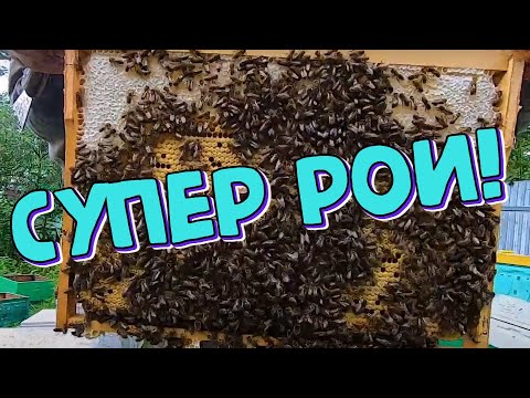 Видео: Ловля роев! Пчелиные ловушки. Супер рои! Роеловство 2020.