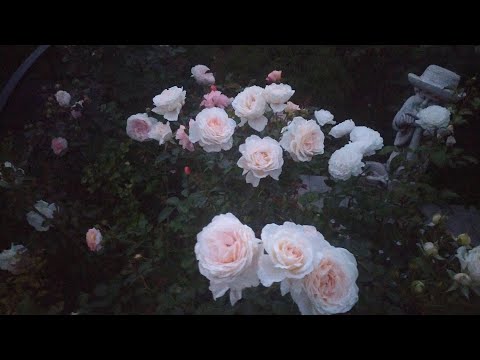 Видео: Обзор цветущих роз .Конец июня. Ленинградская область.