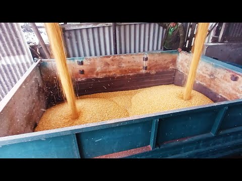 Видео: Сушіння кукурудзи продовжується