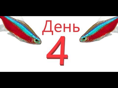 Видео: Красный неон. 4 День. Личинка. Отметала еще одна пара