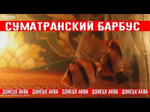 Видео: советы как разводить барбусов, Puntigrus tetrazona, Zierfische, How to breed, Ryby akwarystyczne