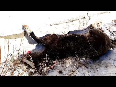 Видео: Спасение ЖЕРЕБЕНКА. Жеребенок чуть не замёрз.