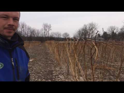 Видео: Заплетание летней малины на шпалеру косичкой д.п. Батькив сад