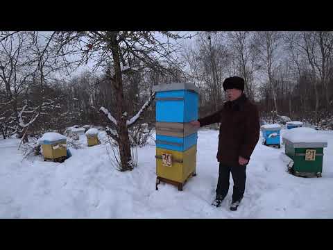 Видео: С моей конструкцией улья - всегда с мёдом.