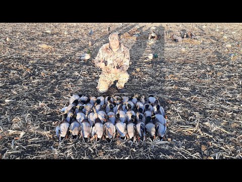 Видео: Шикарная охота на утку в поле!!!