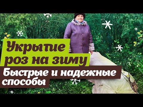 Видео: Как укрыть розы на зиму. Простой способ