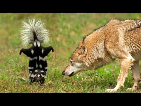 Видео: Маленький, но Злобный и очень Вонючий боец - СКУНС В ДЕЛЕ!