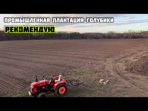 Видео: ПРОМЫШЛЕННАЯ ПЛАНТАЦИЯ ГОЛУБИКИ , плантация сформирована | часть 3 |Рекомендую