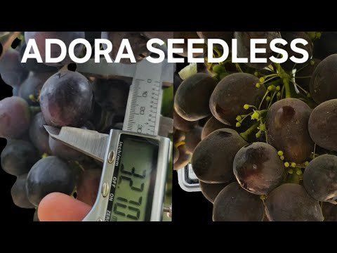 Видео: Кишмиш Пандора                           +992908819281 WhatsApp