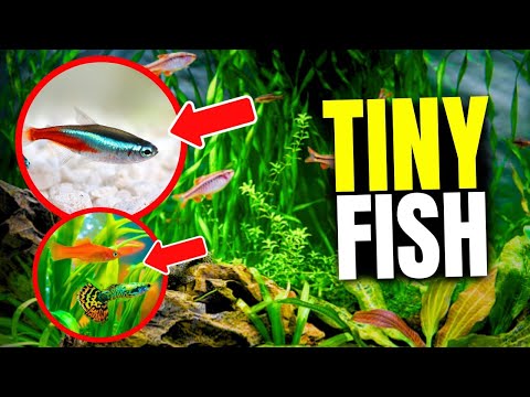 Видео: Вот 21 лучшая рыба для маленьких аквариумов...