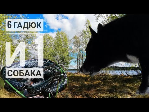 Видео: 6 гадюк и 1 собака. Коварные болота Токсово.