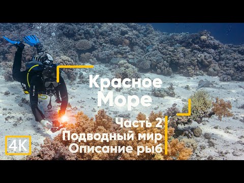 Видео: Рыбы Красного моря (с описанием). Часть 2. Египет. Дайвинг. (Сафага, Абу-Макади)