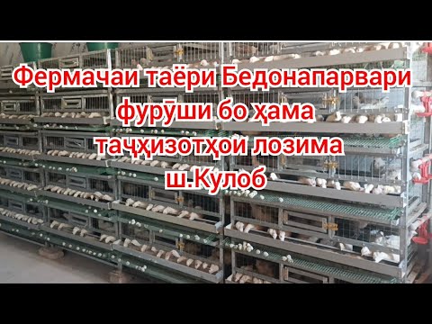 Видео: Фермачаи бедона — аз чӣ бояд оғоз кард? Таҷҳизоти аввалин!